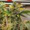 Семена сорта Papaya Zoap F1 Fast Version fem (Sweet Seeds)