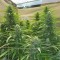 Семена сорта Raspberry Cough reg (Nirvana Seeds)