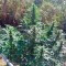 Семена сорта White Russian reg (Serious Seeds)