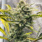 Семена сорта Grateful Dead Auto fem (High Speed ​​Buds)