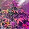 Семена сорта Haze XXL Autoflowering fem