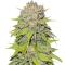 Семена сорта Gagarin Haze fem (Семяныч)