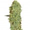 Семена сорта Marley's Bud fem