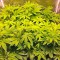 Семена сорта Desert Diesel fem