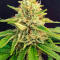 Семена сорта Ghost Chem OG Autoflower fem (Seedkeepers)