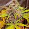 Семена сорта Insane OG