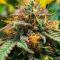 Семена сорта LA Confidential Autoflower fem (Семяныч)