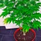 Семена сорта Lemon Kush Headband fem