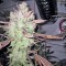 Семена сорта Lemon Thai Kush reg