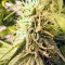 Семена сорта Original Berry fem (Kannabia Seed Company)