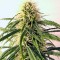 Семена сорта Original Berry fem (Kannabia Seed Company)