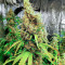 Семена сорта Red Diesel fem (Barney's Farm)