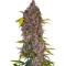 Семена сорта Green Poison Auto fem (Семяныч)