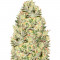 True Gold OG fem Anesia Seeds