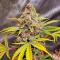 Семена сорта Insane OG