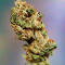 Семена сорта LA Confidential Autoflower fem (Семяныч)