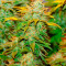 Семена конопли сорта White Widow