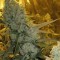 Семена сорта Haze 1 (Amnesia Haze) reg (Nirvana Seeds)