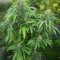 Семена сорта Raspberry Cough reg (Nirvana Seeds)