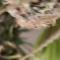 Семена сорта Papaya Zoap F1 Fast Version fem (Sweet Seeds)