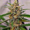 Семена сорта Mimosa × Orange Sherbet (7CH Seeds & Cali Buds Seeds)