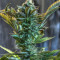 Семена сорта Canadian Kush 2.0 fem