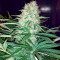Семена сорта Aurora Green Auto fem (Sumo Seeds)