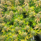 Семена сорта Auto Gorilla Blue fem (Advanced Seeds)