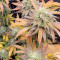 Семена сорта Banana Purp fem (Medical Seeds)