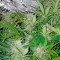 Семена сорта Blue Dream Auto fem (Humboldt Seeds)