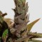 Семена сорта Cannatonic reg (Resin Seeds)