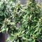 Семена сорта Dizzy Lights Auto fem (Dr. Krippling Seeds)