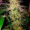 Семена сорта LA Confidential Autoflower fem (Семяныч)