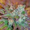 Семена сорта Lemon Kush Headband fem