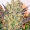 Семена сорта Motavation fem (Serious Seeds)
