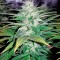 Семена сорта Northern Lights fem (Nirvana Seeds)