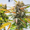 Семена сорта Strawberry Chemdawg OG fem (Dutch Passion)