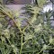 Семена сорта Trainwreck reg (Humboldt Seeds)