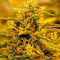 Семена сорта Jack 47 Auto fem (Sweet Seeds)