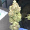 Семена сорта Amnesia Haze fem (Victory Seeds)