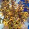 Семена сорта Blue Dream Auto fem (Humboldt Seeds)