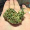 Семена сорта Critical Chronic fem (Sumo Seeds)
