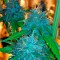Семена сорта Flowerbomb Kush fem (Strain Hunters)
