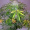 Семена сорта Industrial Plant Autoflowering CBD fem