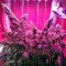 Семена сорта Serious Happiness reg (Serious Seeds)