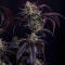 Семена сорта Strawberry Gorilla Auto RF3 fem (FastBuds)