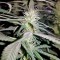 Семена сорта Supreme Kush CBD fem
