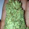 Семена сорта Sweet Harlem Diesel fem (Sumo Seeds)