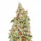 Семена сорта A-Train fem (Anesia Seeds)