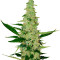 Семена сорта Auto Chocolate Kush fem (00 Seeds)
